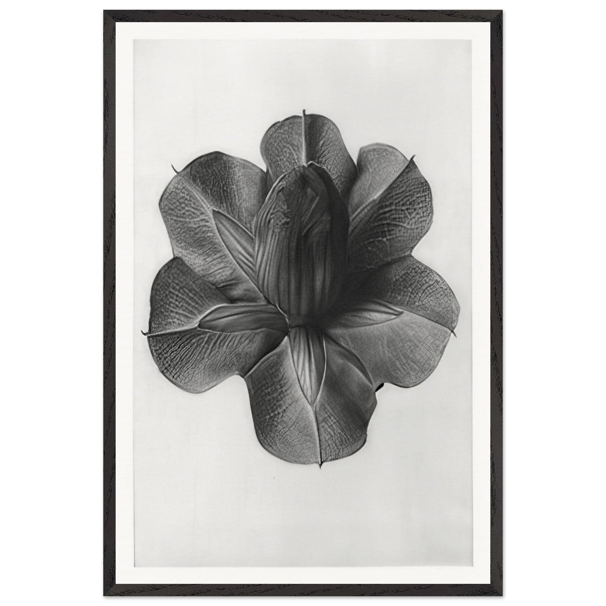 Art Forms in Nature 73 by Karl Blossfeldt, framed poster