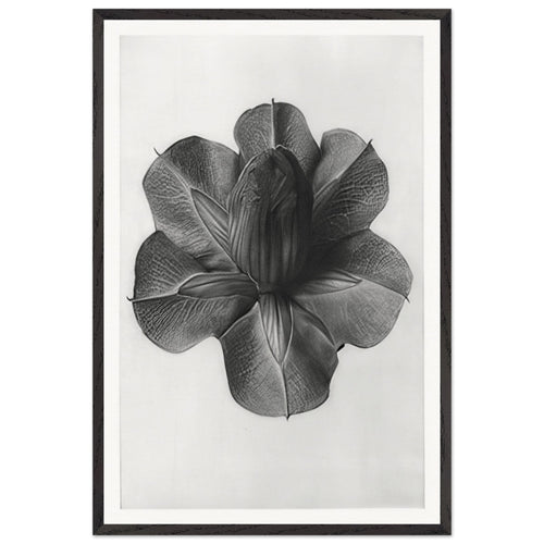 Art Forms in Nature 73 by Karl Blossfeldt, framed poster