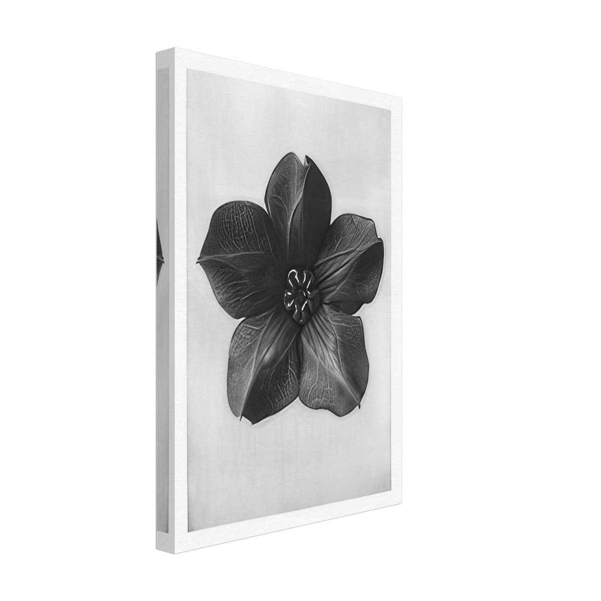 Art Forms in Nature 74 by Karl Blossfeldt, canvas, view 2