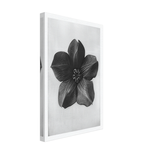 Art Forms in Nature 74 by Karl Blossfeldt, canvas, view 2