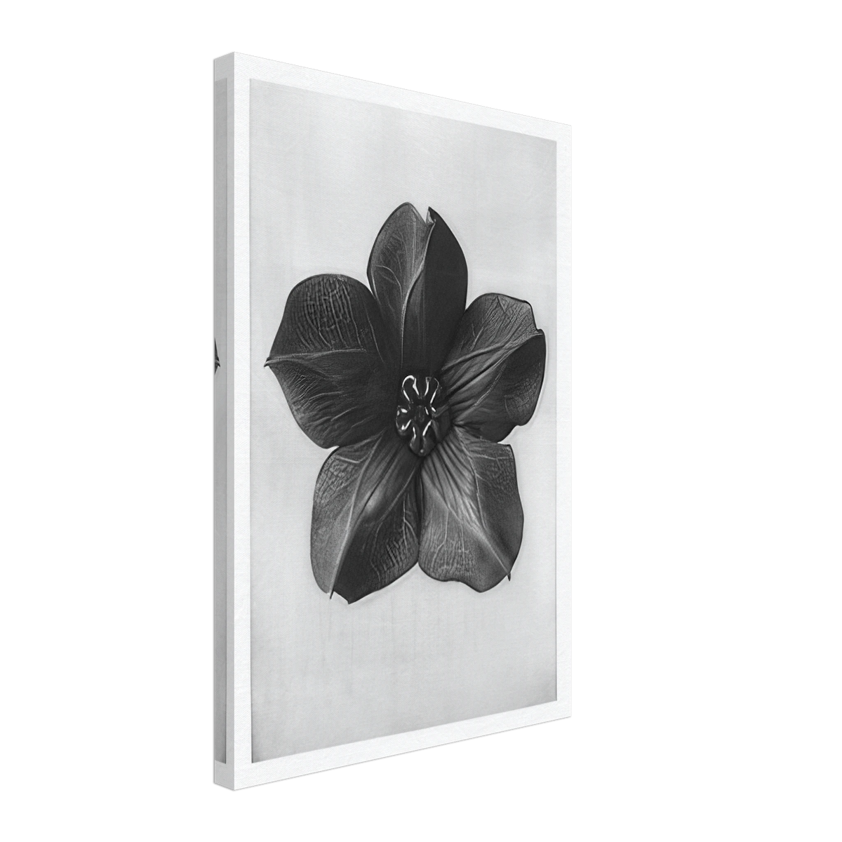 Art Forms in Nature 74 by Karl Blossfeldt, canvas