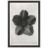 Art Forms in Nature 74 by Karl Blossfeldt, framed poster, view 2