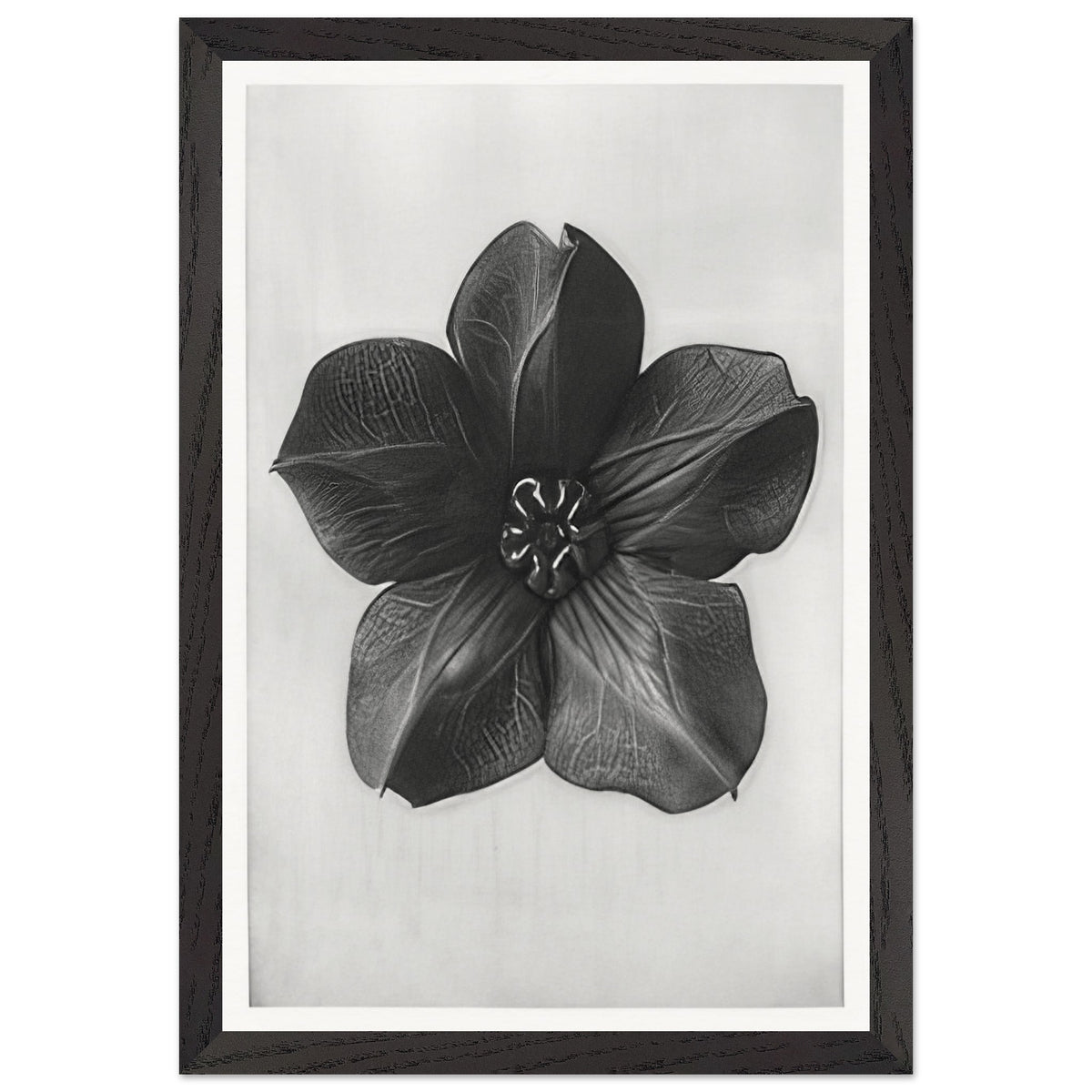 Art Forms in Nature 74 by Karl Blossfeldt, framed poster, view 2