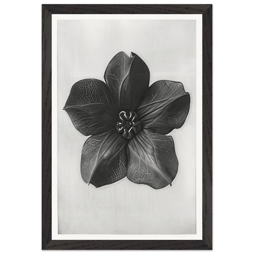Art Forms in Nature 74 by Karl Blossfeldt, framed poster, view 2