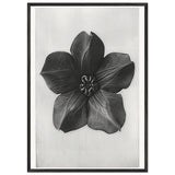 Art Forms in Nature 74 by Karl Blossfeldt, framed poster, view 3
