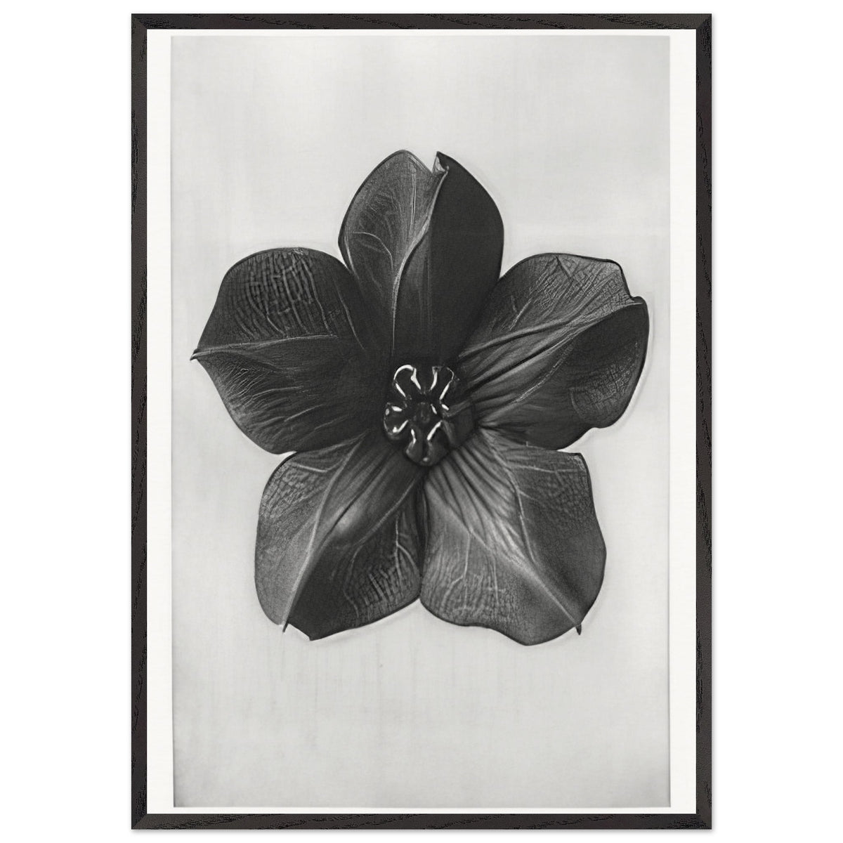 Art Forms in Nature 74 by Karl Blossfeldt, framed poster, view 3