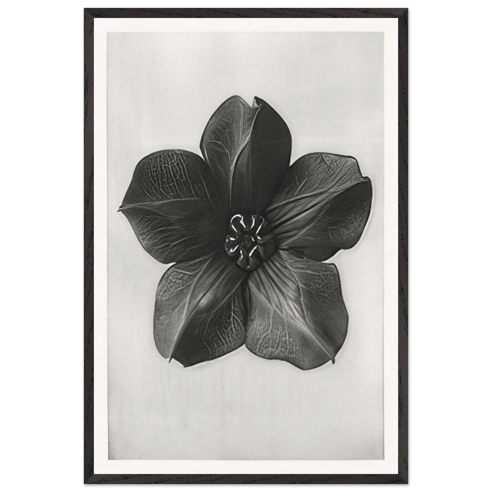 Art Forms in Nature 74 by Karl Blossfeldt, framed poster