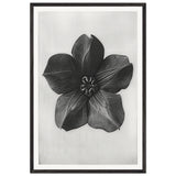 Art Forms in Nature 74 by Karl Blossfeldt, framed poster