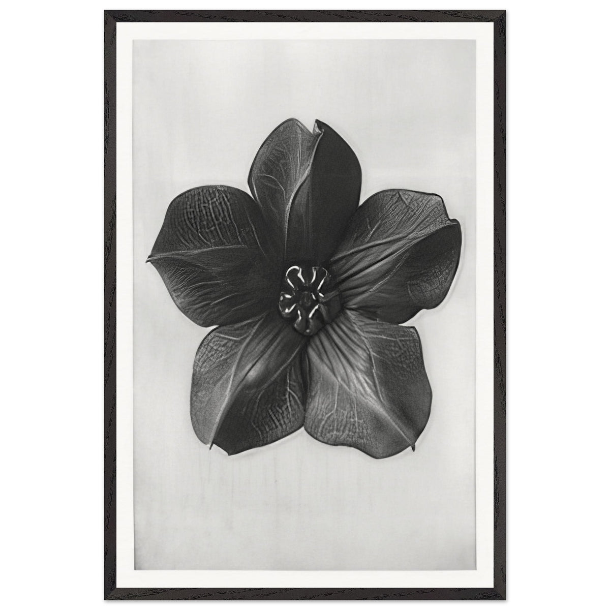 Art Forms in Nature 74 by Karl Blossfeldt, framed poster