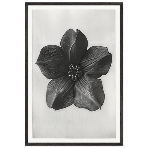 Art Forms in Nature 74 by Karl Blossfeldt, framed poster
