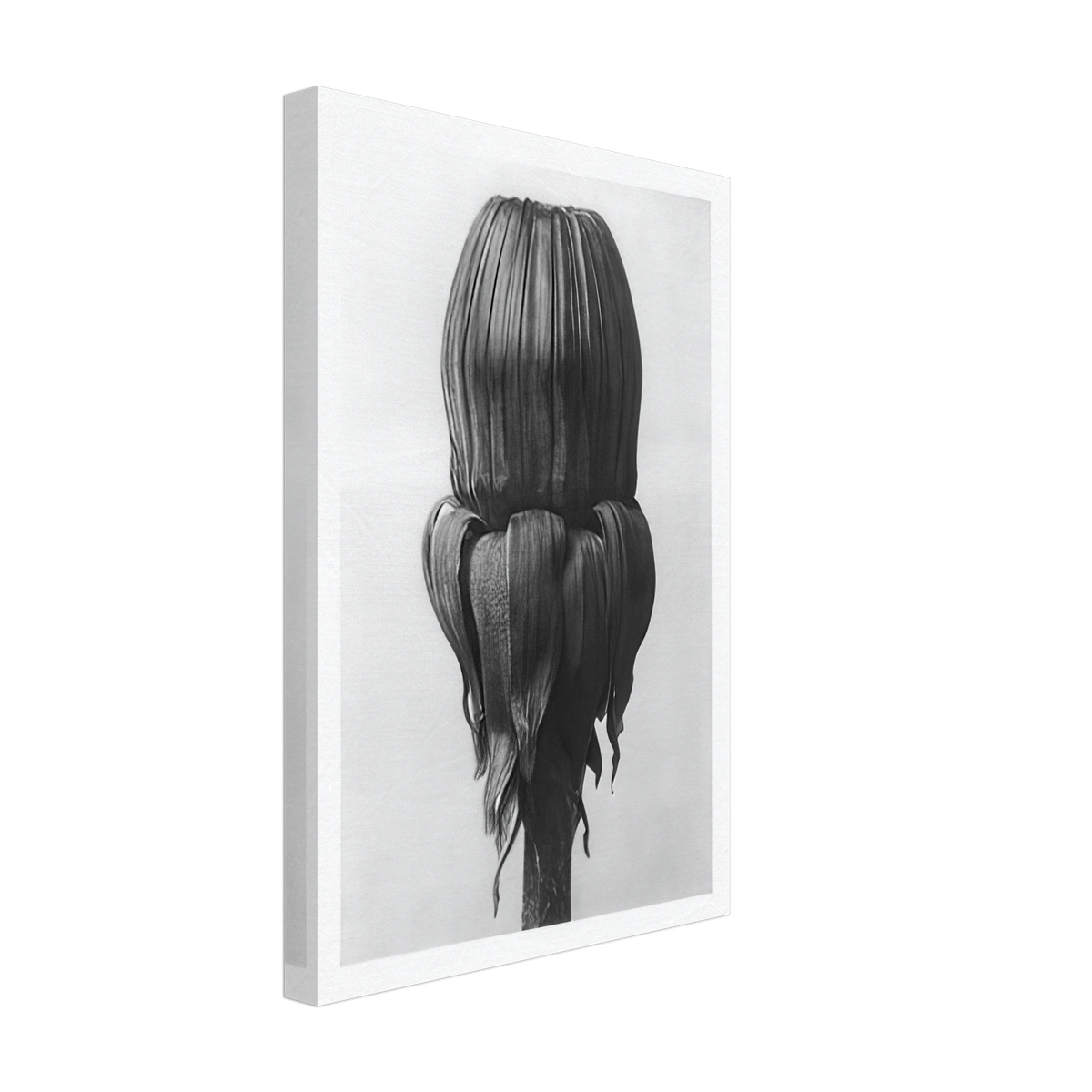 Art Forms in Nature 75 by Karl Blossfeldt, canvas, view 2