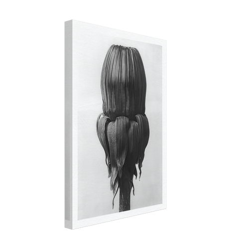 Art Forms in Nature 75 by Karl Blossfeldt, canvas, view 2