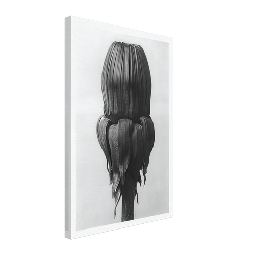 Art Forms in Nature 75 by Karl Blossfeldt, canvas