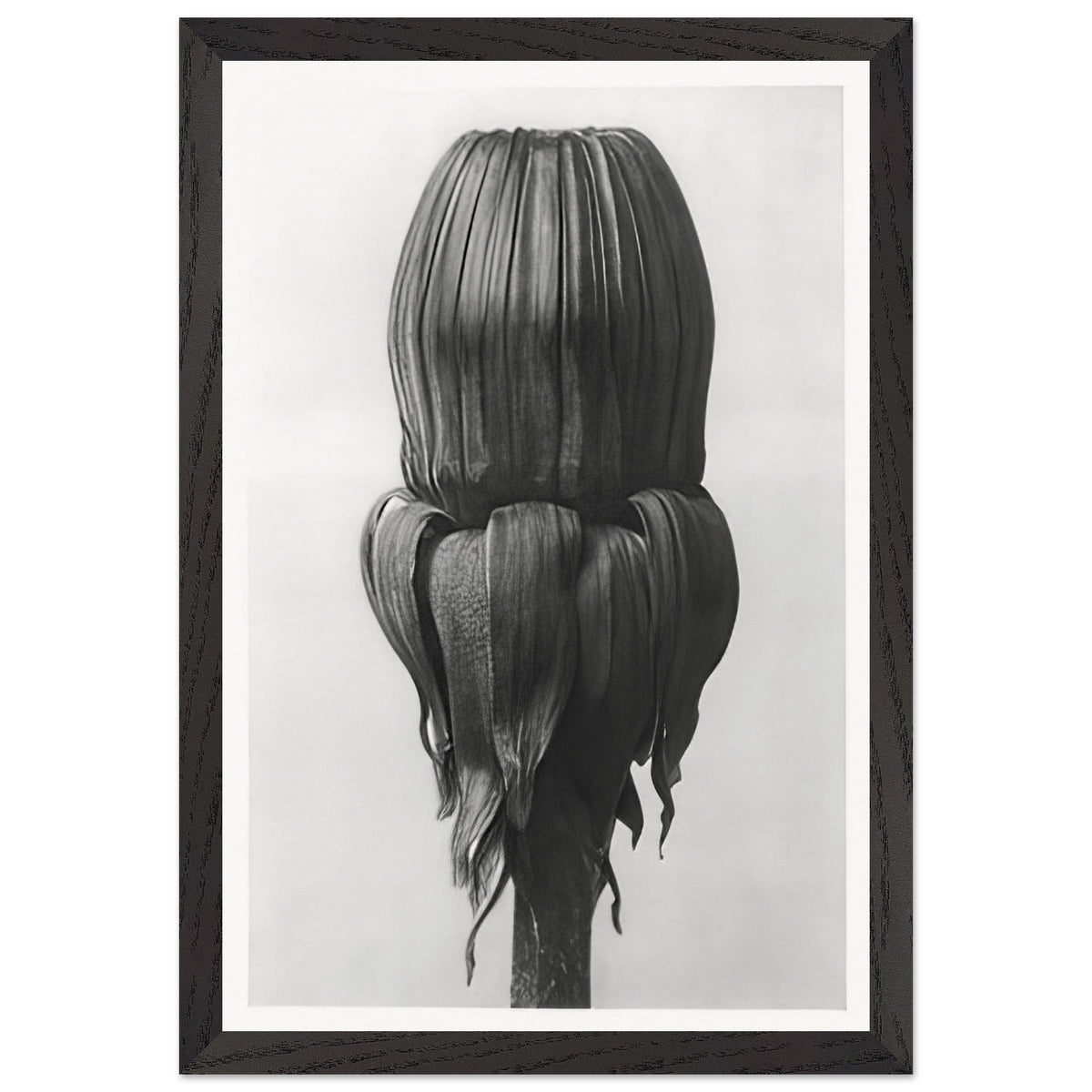 Art Forms in Nature 75 by Karl Blossfeldt, framed poster, view 2