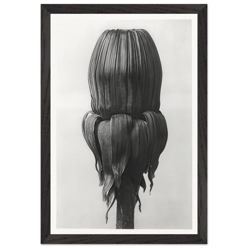 Art Forms in Nature 75 by Karl Blossfeldt, framed poster, view 2