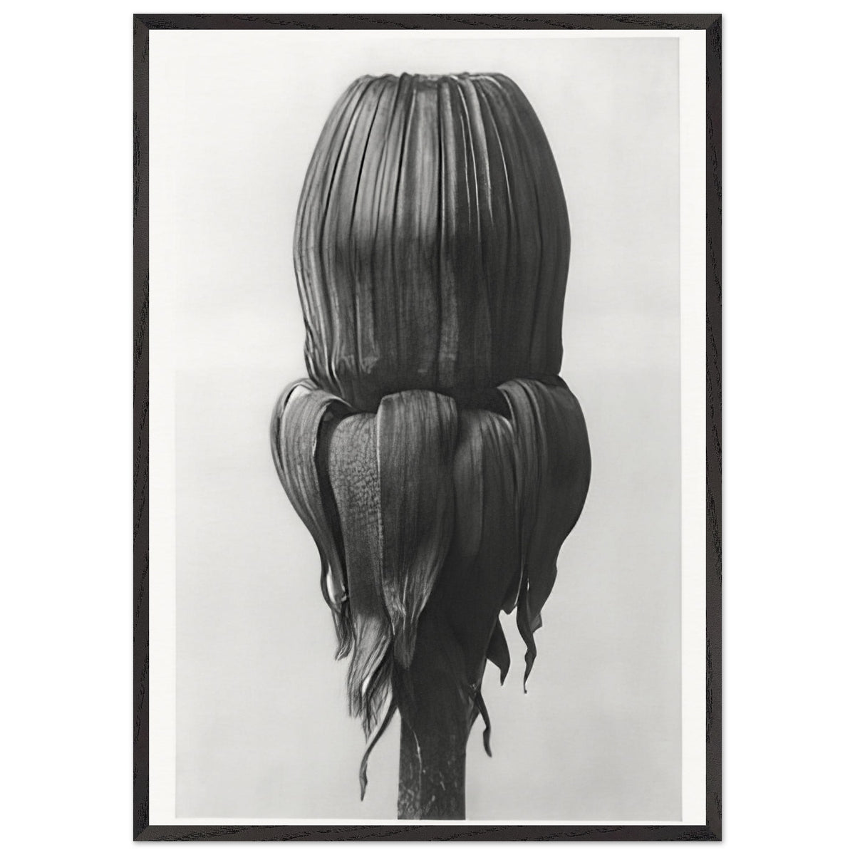 Art Forms in Nature 75 by Karl Blossfeldt, framed poster, view 3