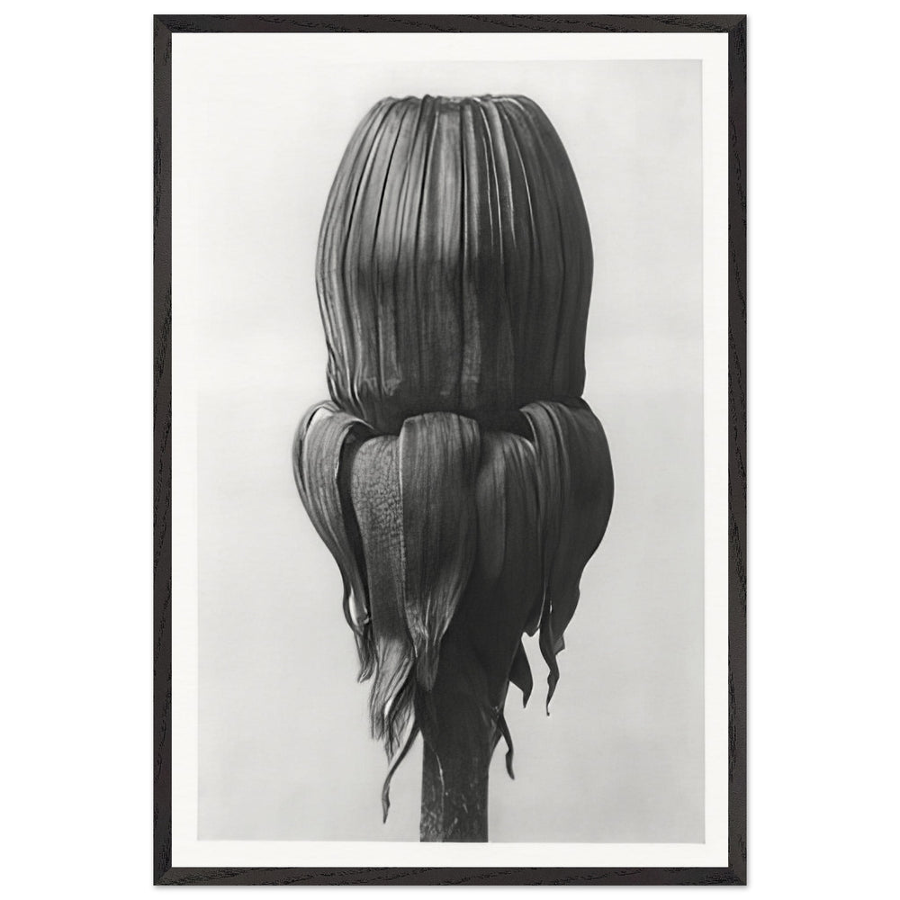 Art Forms in Nature 75 by Karl Blossfeldt, framed poster