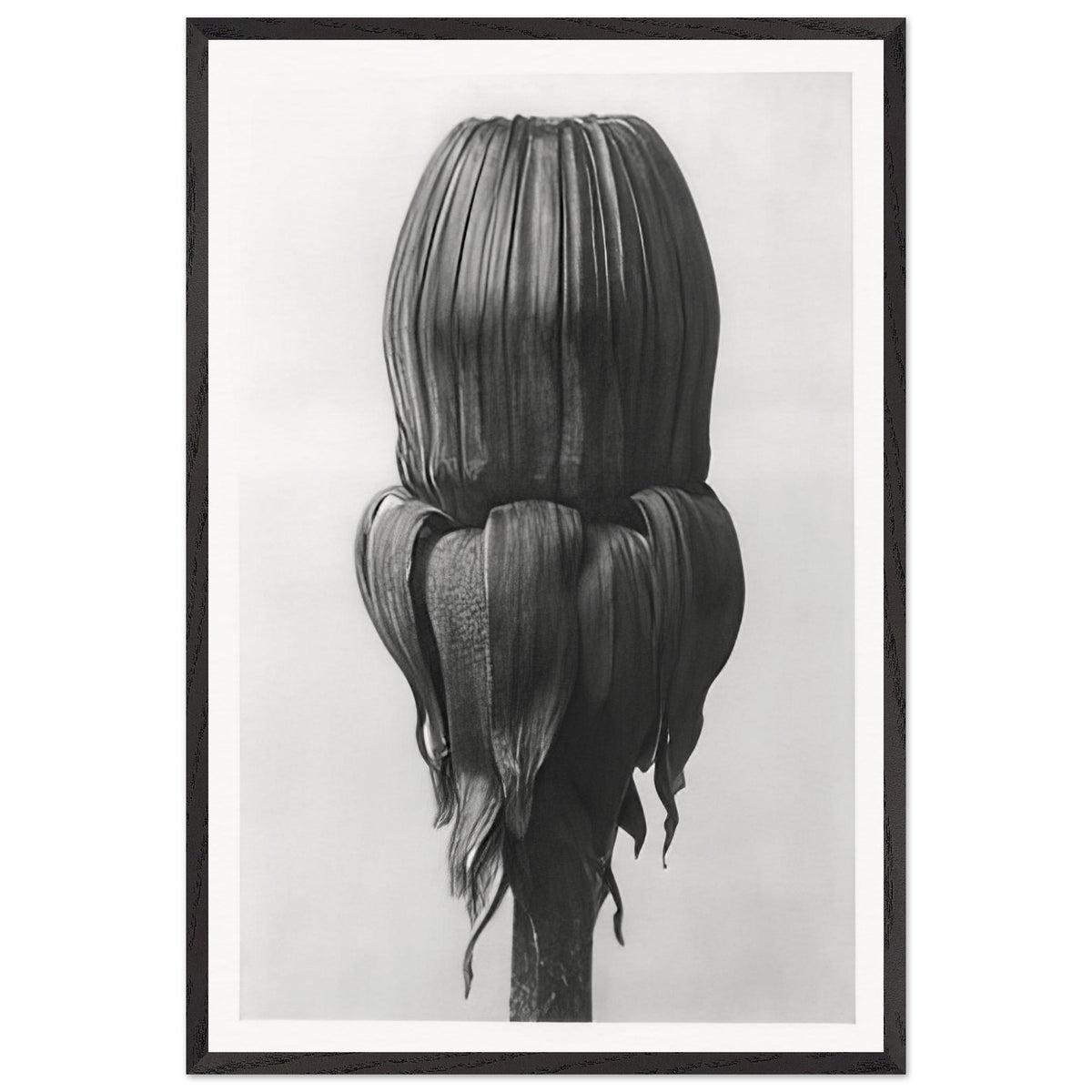 Art Forms in Nature 75 by Karl Blossfeldt, framed poster