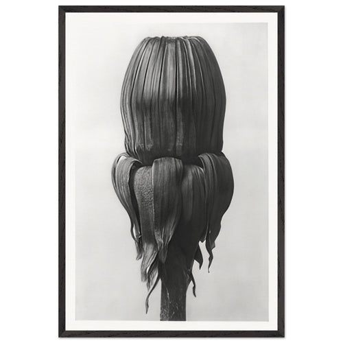 Art Forms in Nature 75 by Karl Blossfeldt, framed poster