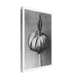Art Forms in Nature 76 by Karl Blossfeldt, canvas, view 2