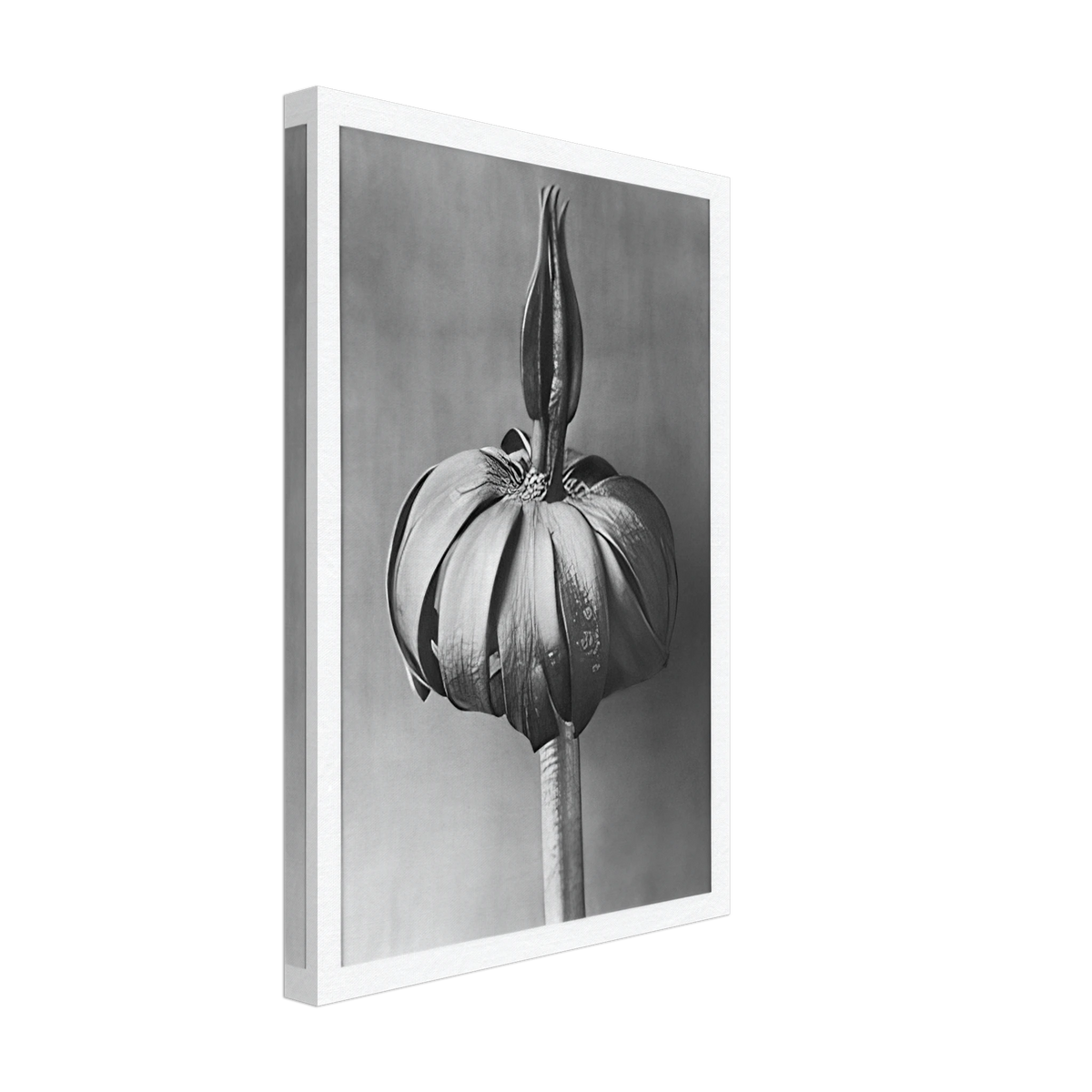 Art Forms in Nature 76 by Karl Blossfeldt, canvas, view 2