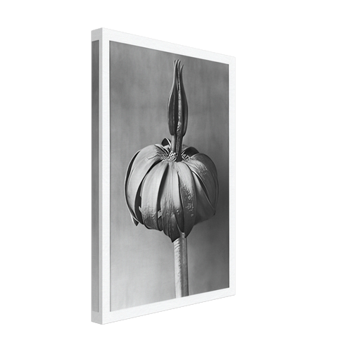 Art Forms in Nature 76 by Karl Blossfeldt, canvas, view 2