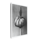 Art Forms in Nature 76 by Karl Blossfeldt, canvas