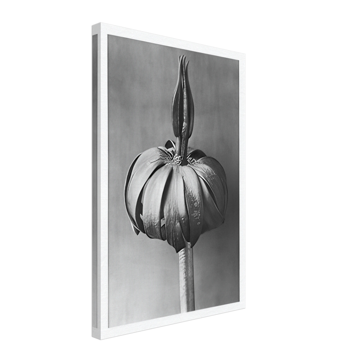 Art Forms in Nature 76 by Karl Blossfeldt, canvas