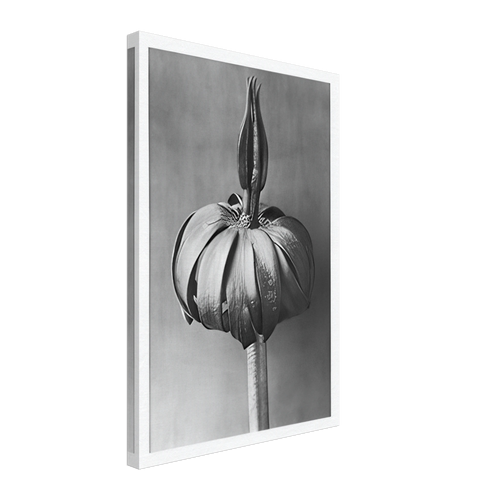 Art Forms in Nature 76 by Karl Blossfeldt, canvas