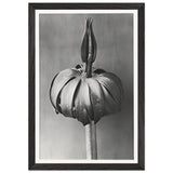 Art Forms in Nature 76 by Karl Blossfeldt, framed poster, view 2
