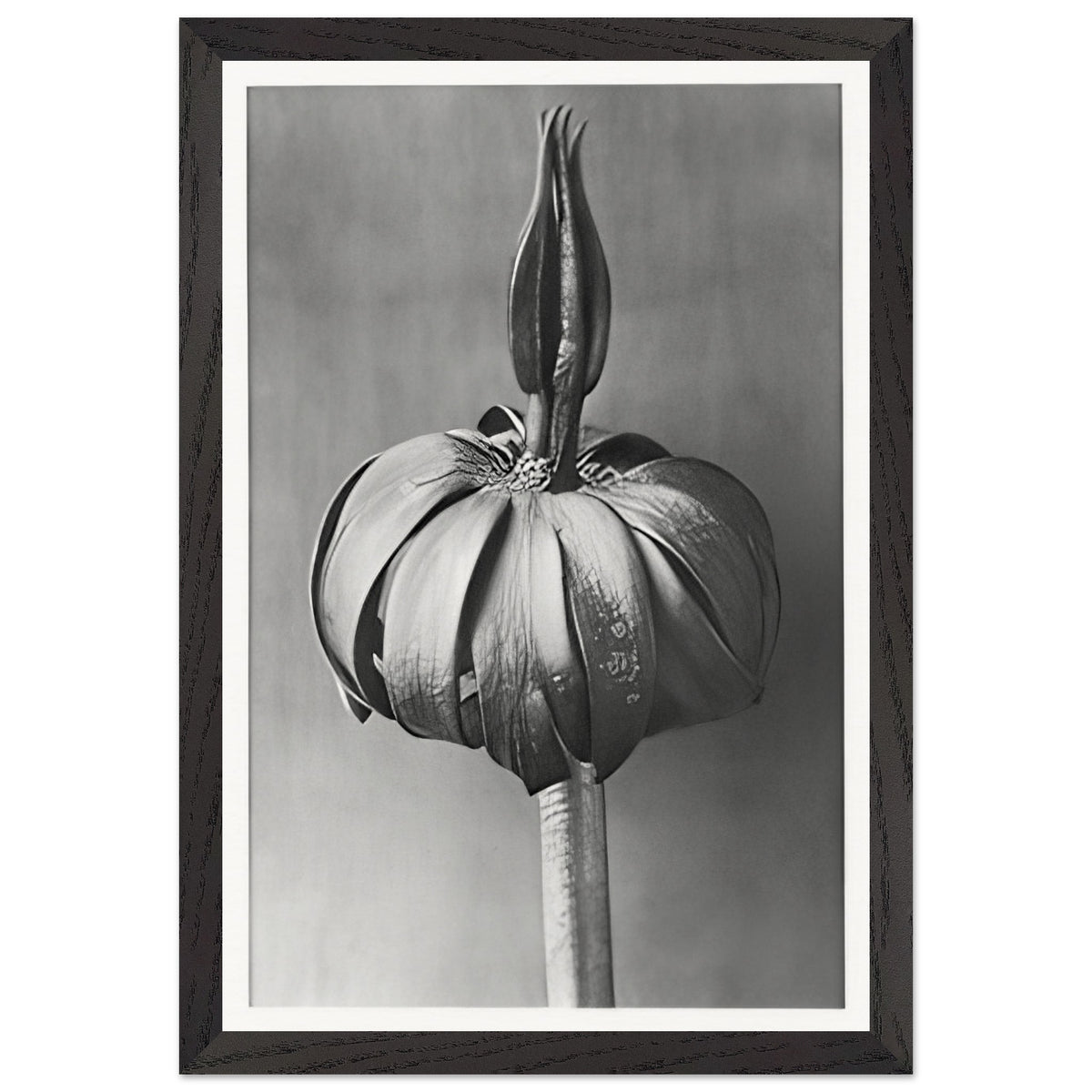 Art Forms in Nature 76 by Karl Blossfeldt, framed poster, view 2