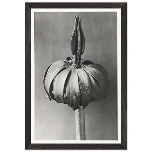 Art Forms in Nature 76 by Karl Blossfeldt, framed poster, view 2
