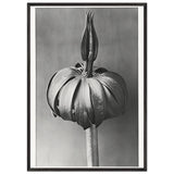 Art Forms in Nature 76 by Karl Blossfeldt, framed poster, view 3