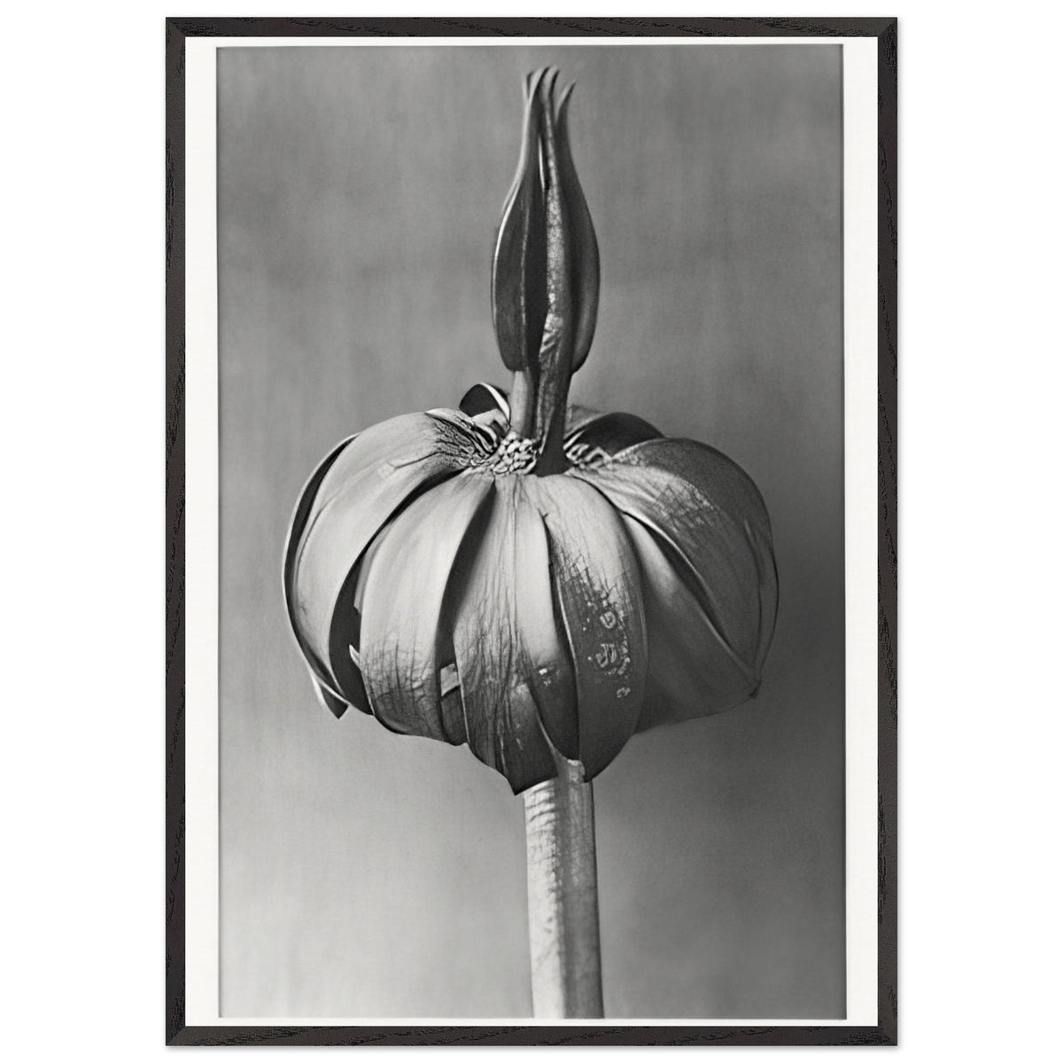 Art Forms in Nature 76 by Karl Blossfeldt, framed poster, view 3