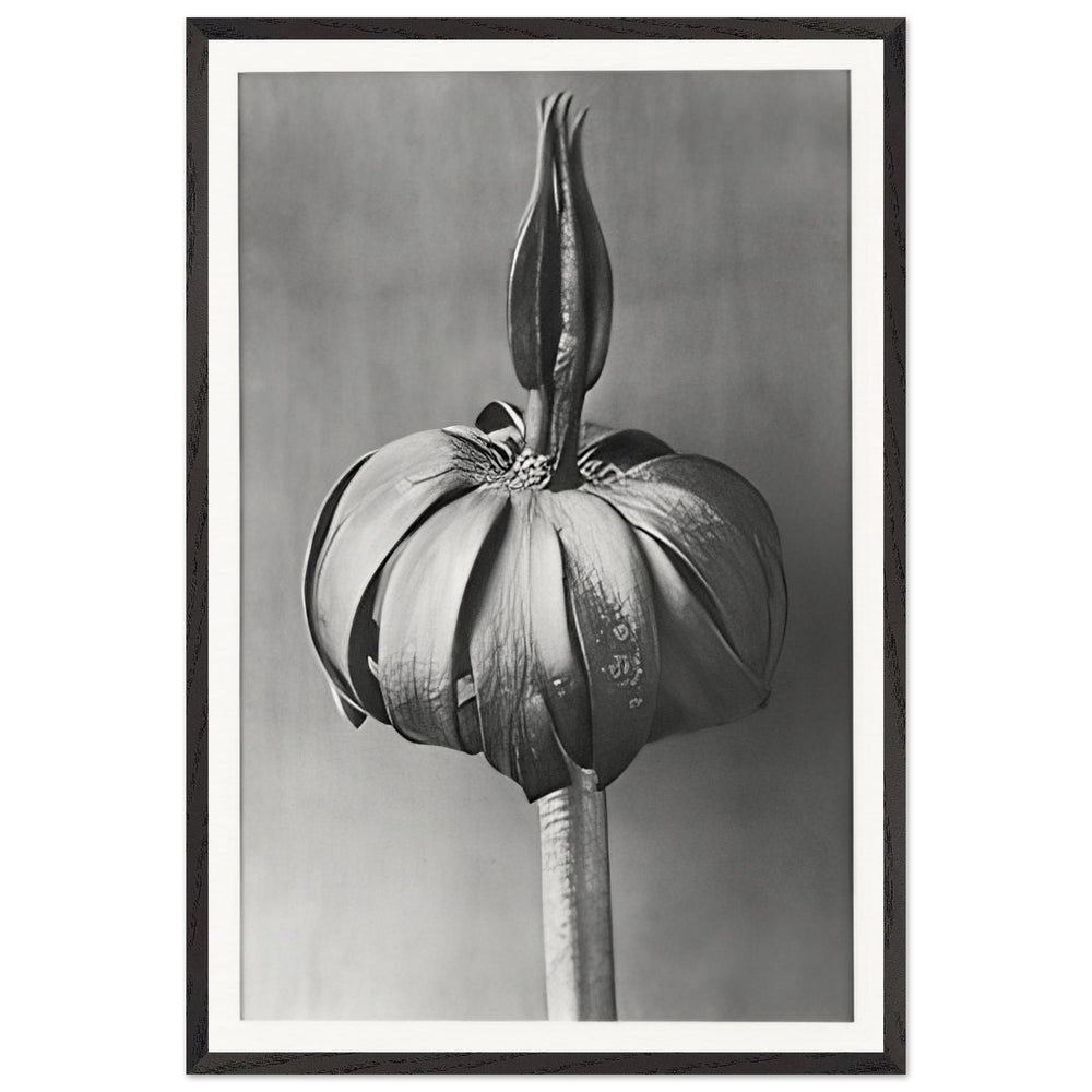 Art Forms in Nature 76 by Karl Blossfeldt, framed poster