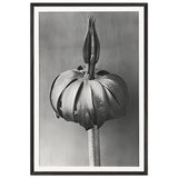 Art Forms in Nature 76 by Karl Blossfeldt, framed poster