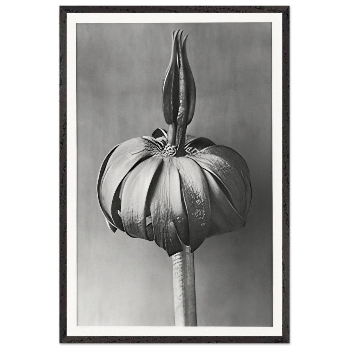 Art Forms in Nature 76 by Karl Blossfeldt, framed poster
