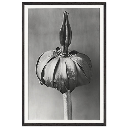 Art Forms in Nature 76 by Karl Blossfeldt, framed poster