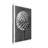 Art Forms in Nature 77 by Karl Blossfeldt, canvas, view 2