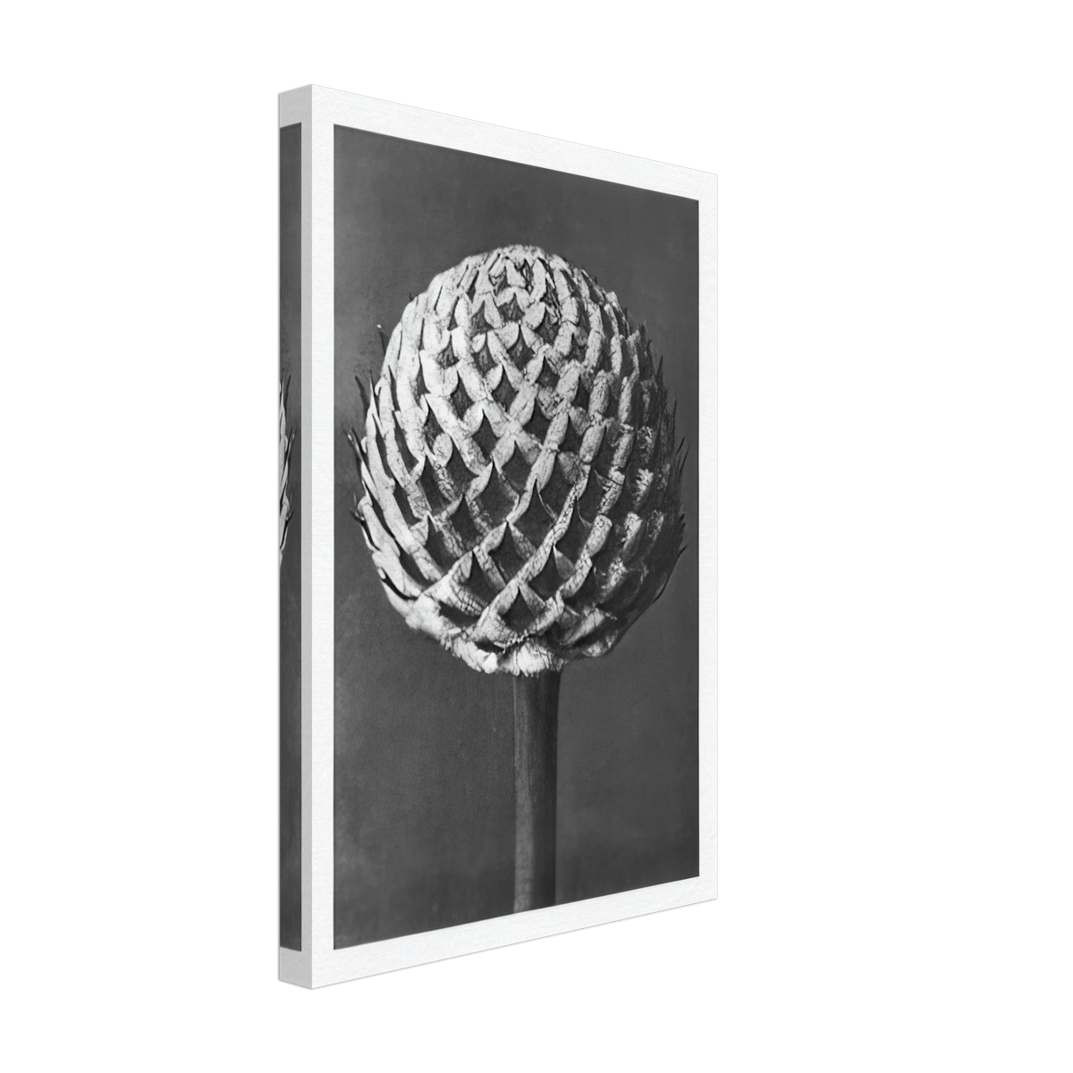 Art Forms in Nature 77 by Karl Blossfeldt, canvas, view 2