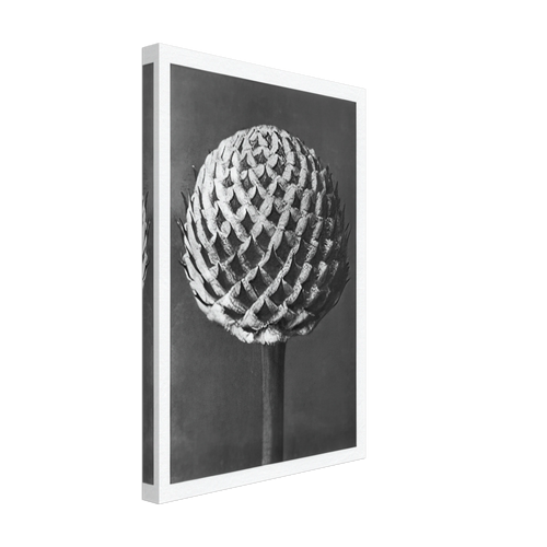 Art Forms in Nature 77 by Karl Blossfeldt, canvas, view 2