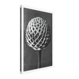 Art Forms in Nature 77 by Karl Blossfeldt, canvas