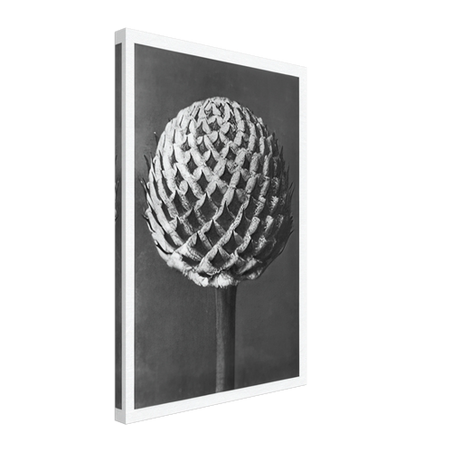 Art Forms in Nature 77 by Karl Blossfeldt, canvas