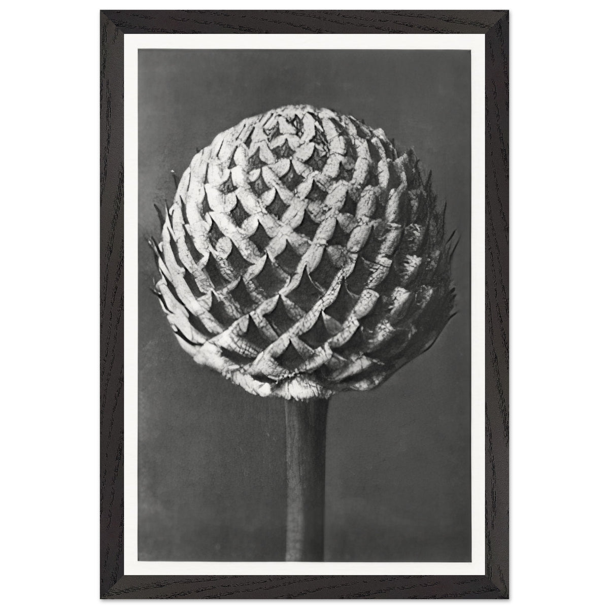 Art Forms in Nature 77 by Karl Blossfeldt, framed poster, view 2