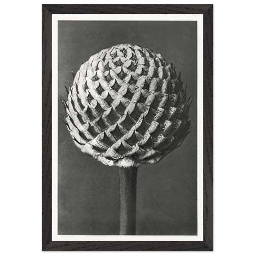 Art Forms in Nature 77 by Karl Blossfeldt, framed poster, view 2