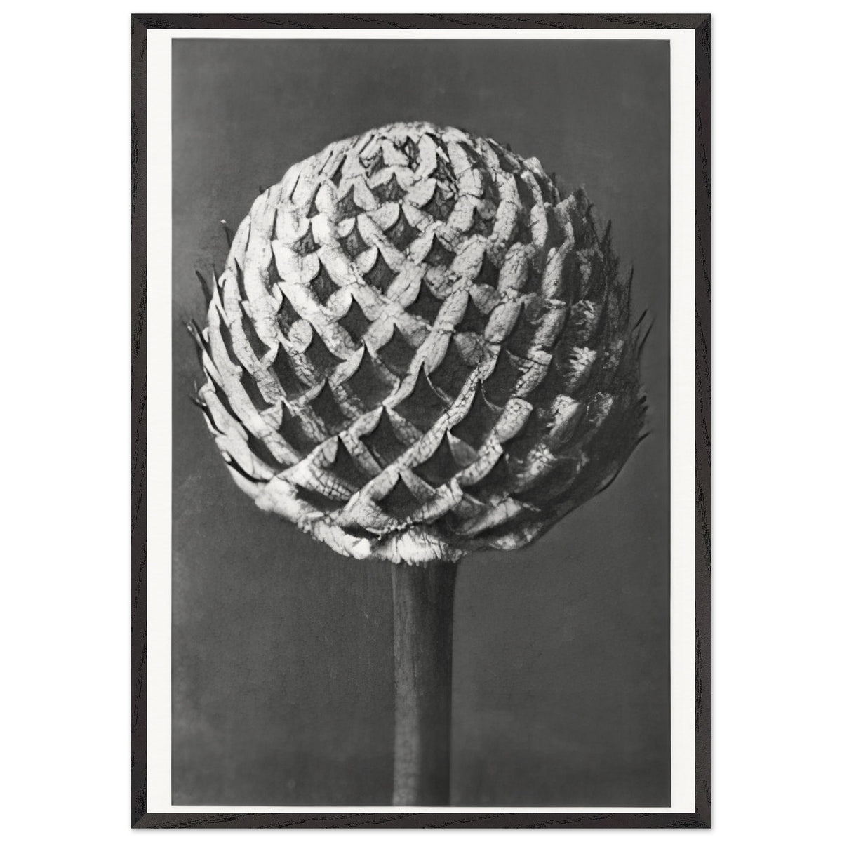 Art Forms in Nature 77 by Karl Blossfeldt, framed poster, view 3