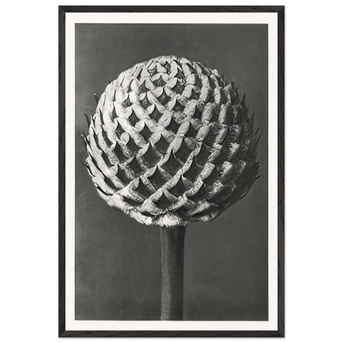 Art Forms in Nature 77 by Karl Blossfeldt, framed poster
