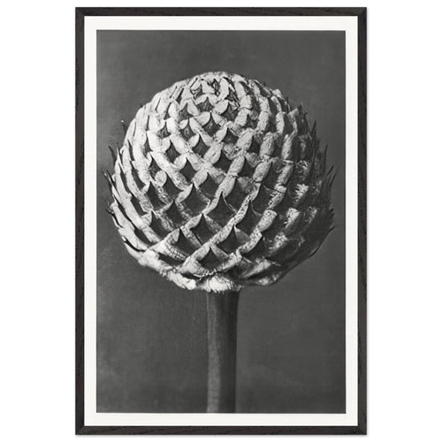 Art Forms in Nature 77 by Karl Blossfeldt, framed poster