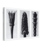 Art Forms in Nature 78 by Karl Blossfeldt, canvas, view 2