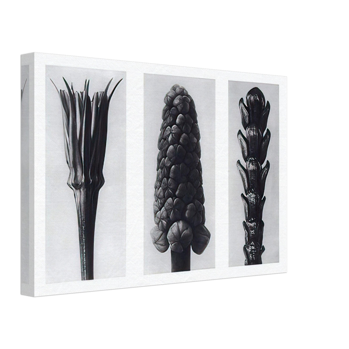 Art Forms in Nature 78 by Karl Blossfeldt, canvas, view 2